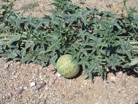 Coyote melon