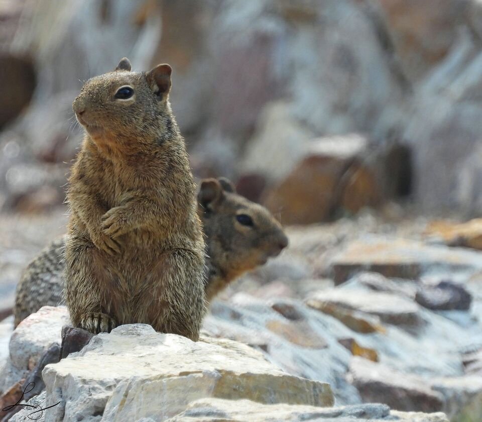 Rock Squirrels. Photo by Liz DeMoultrie