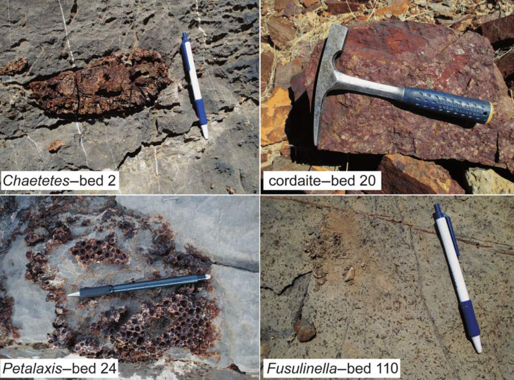 Bishop's Cap Fossils.png