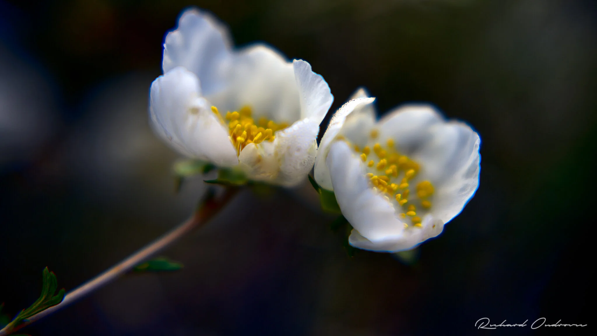 Apache plume. Photo by Richard Ondrovic