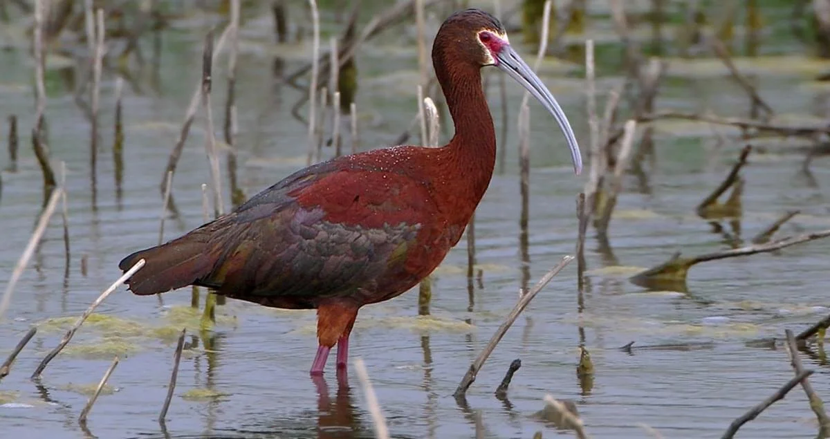White-faced ibis.jpg