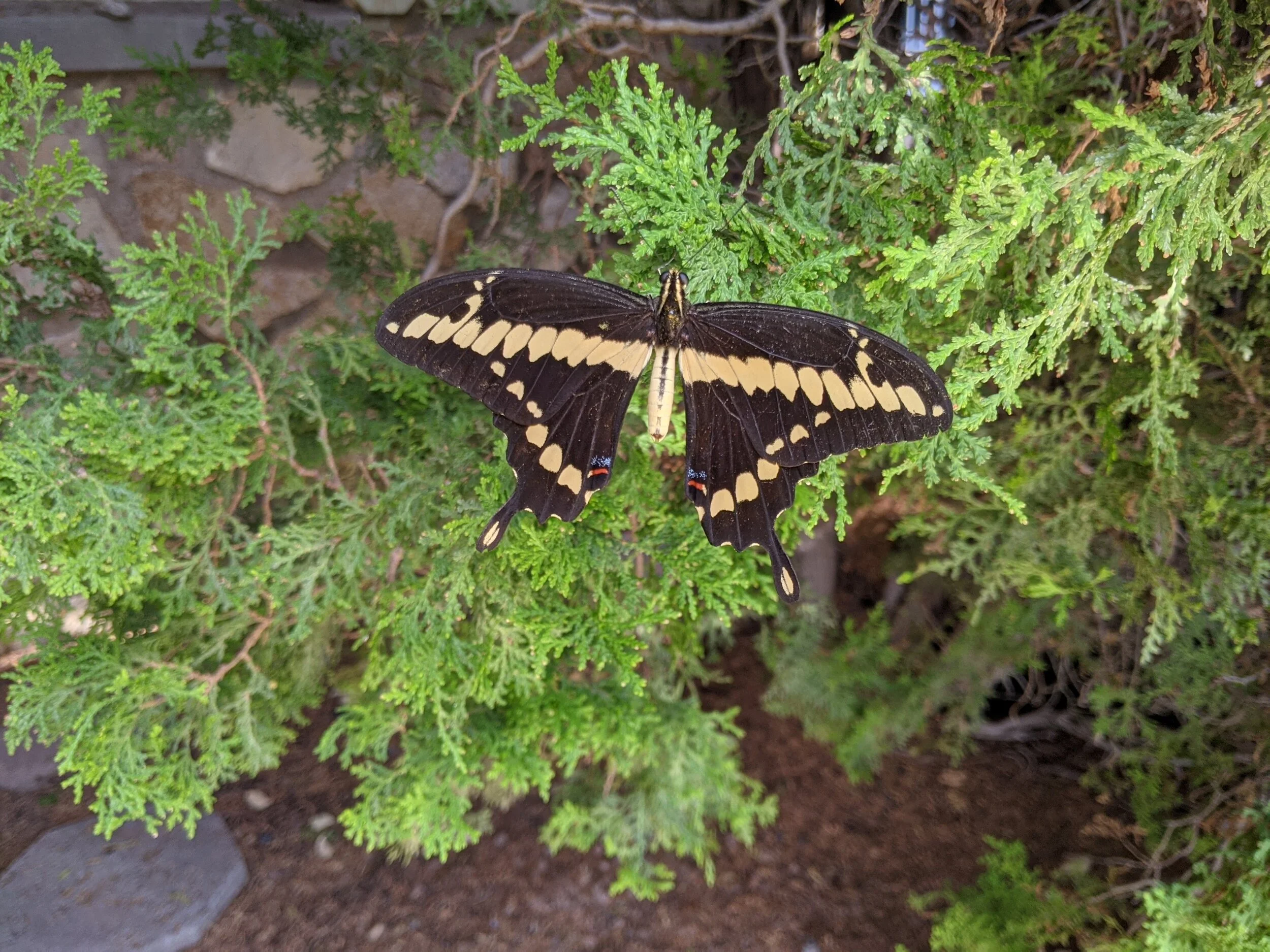 Western giant swallowtail