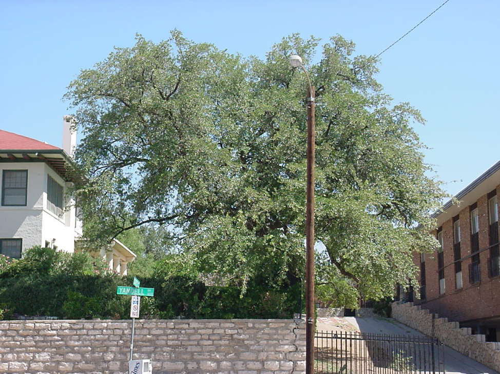 Live oak – Quercus fusiformis on Yandell