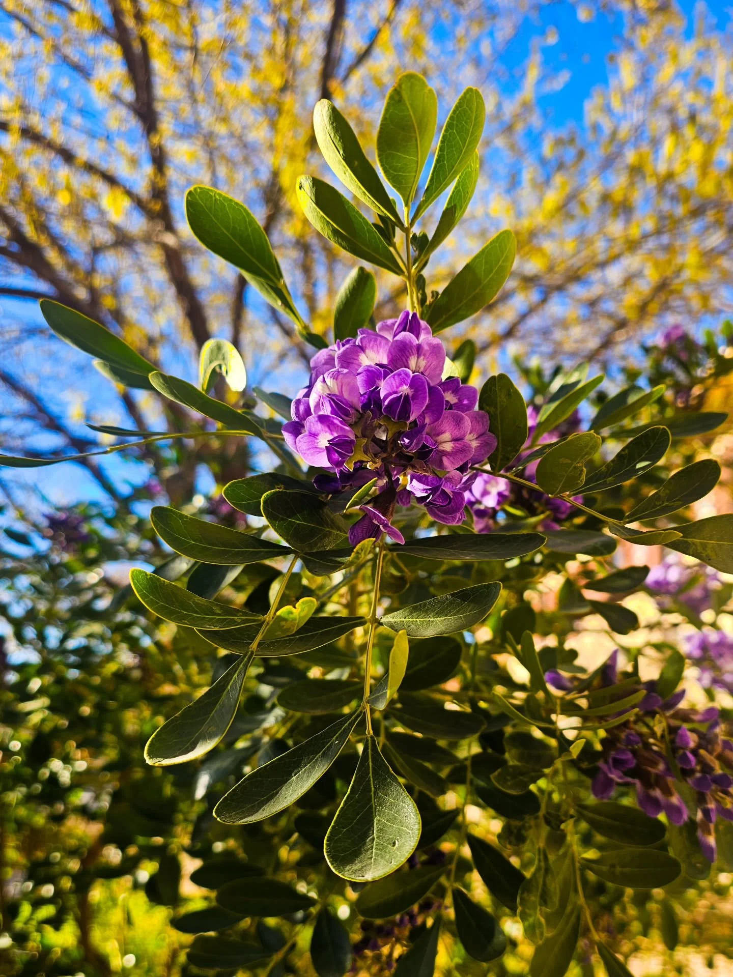🍇Spring has arrived early this year! 

The Texas mountain laurel is in bloom 💜
(Dermatophyllum secundiflorum)

If you&rsquo;ve been outside lately, you&rsquo;ve probably noticed the sweet scent of grapes drifting through the air. These deep purple 