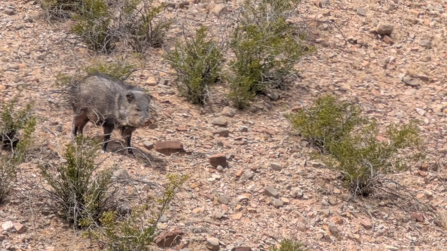 🌵🐗 Desert Riddle Time 🐗🌵

I travel in a squadron, but I&rsquo;m not a plane.
I look like a pig, but my family name says otherwise.
I snack on prickly pears without a care,
And you&rsquo;ll find me roaming the Chihuahuan Desert air.

What am I? 👀