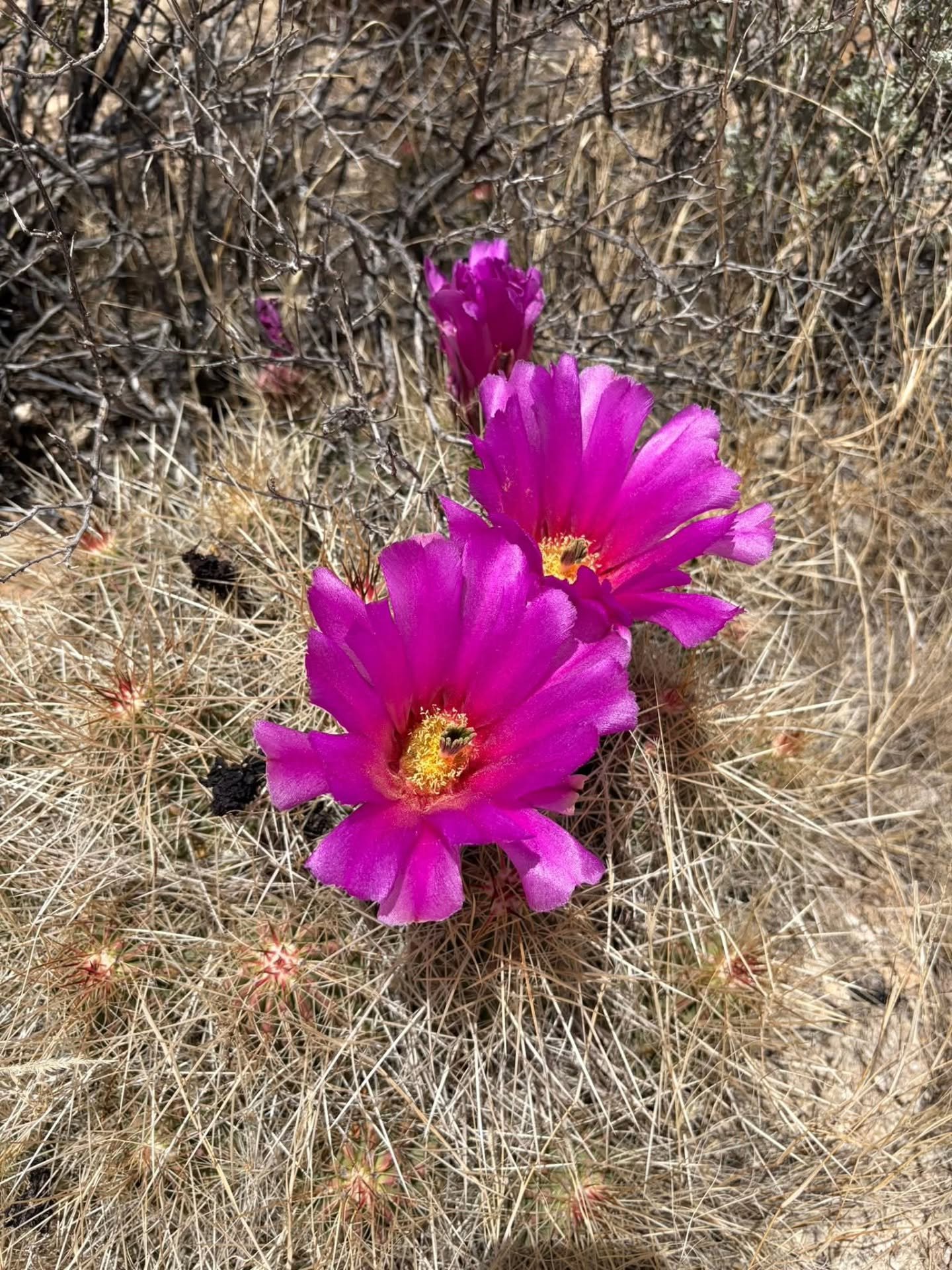 🌼This spring was full of magical desert blooms! 

👇🏽Drop a comment below to share what trails you saw your favorite blooms at this Spring!