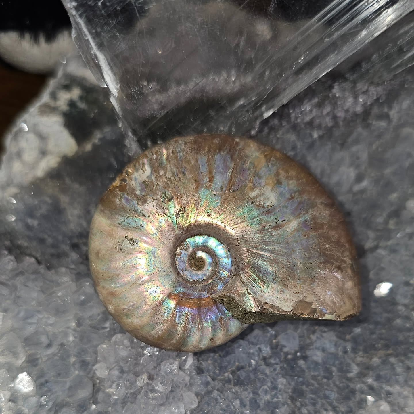 Its Fossil Friday! 
🌈🐚 A ~110-million-year-old masterpiece of nature.

This iridescent ammonite once swam in ancient seas during the Cretaceous Period. Buried for millions of years in what is now Madagascar, silica-rich waters transformed it into a