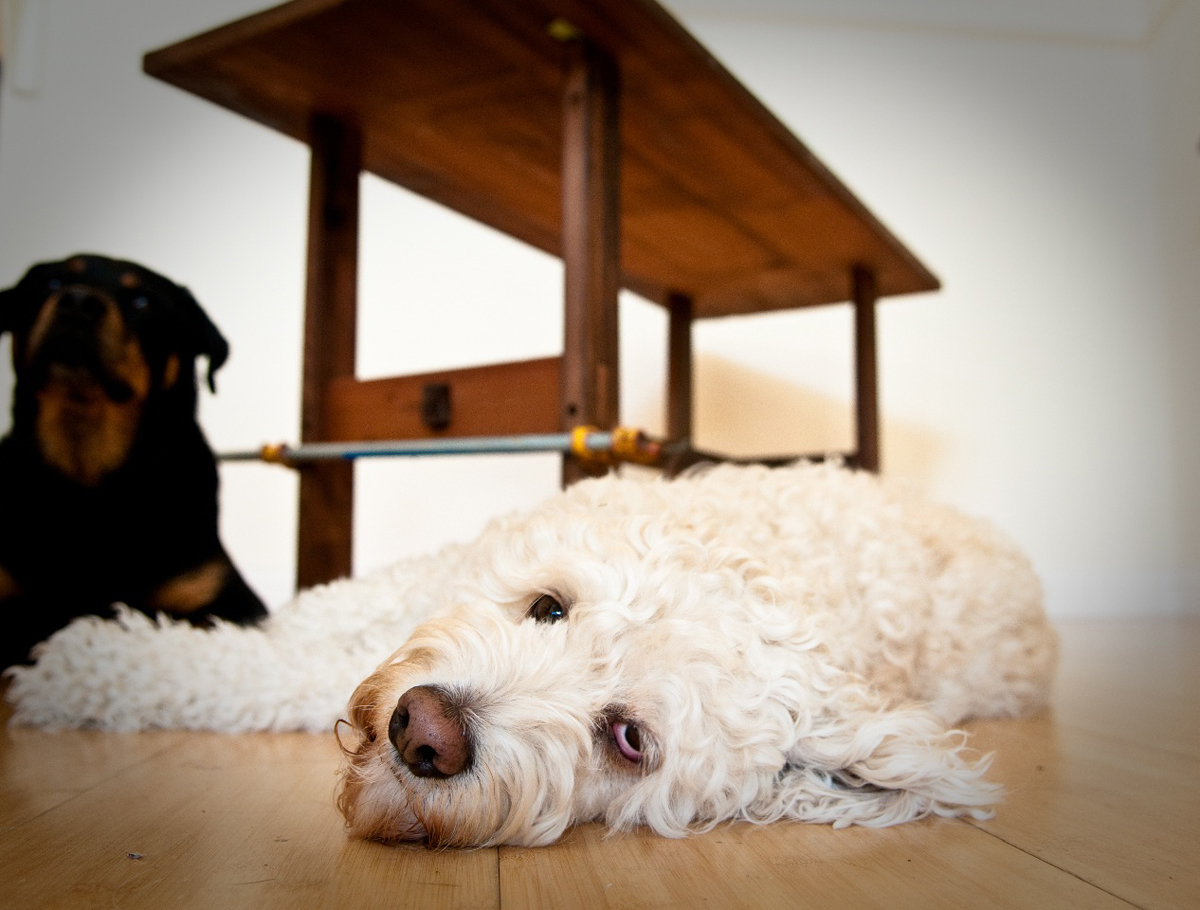 The dogs, adding to the heart and soul of shop