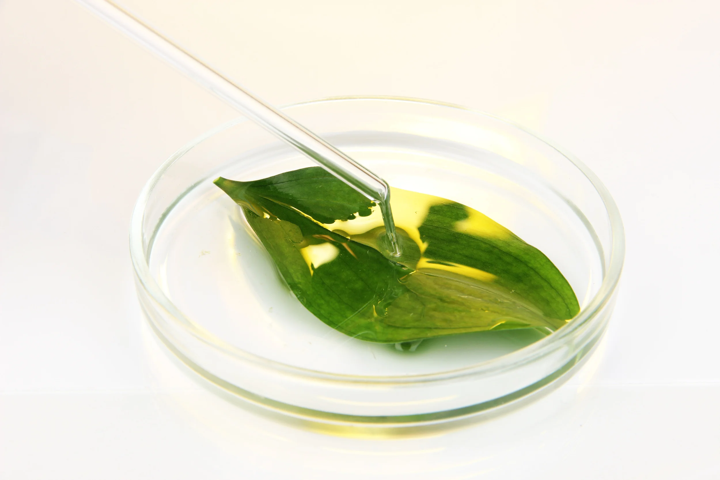 Health Studies- August 2014