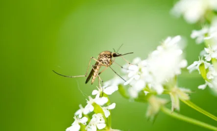 DIY Insect Repellents with Essential Oils