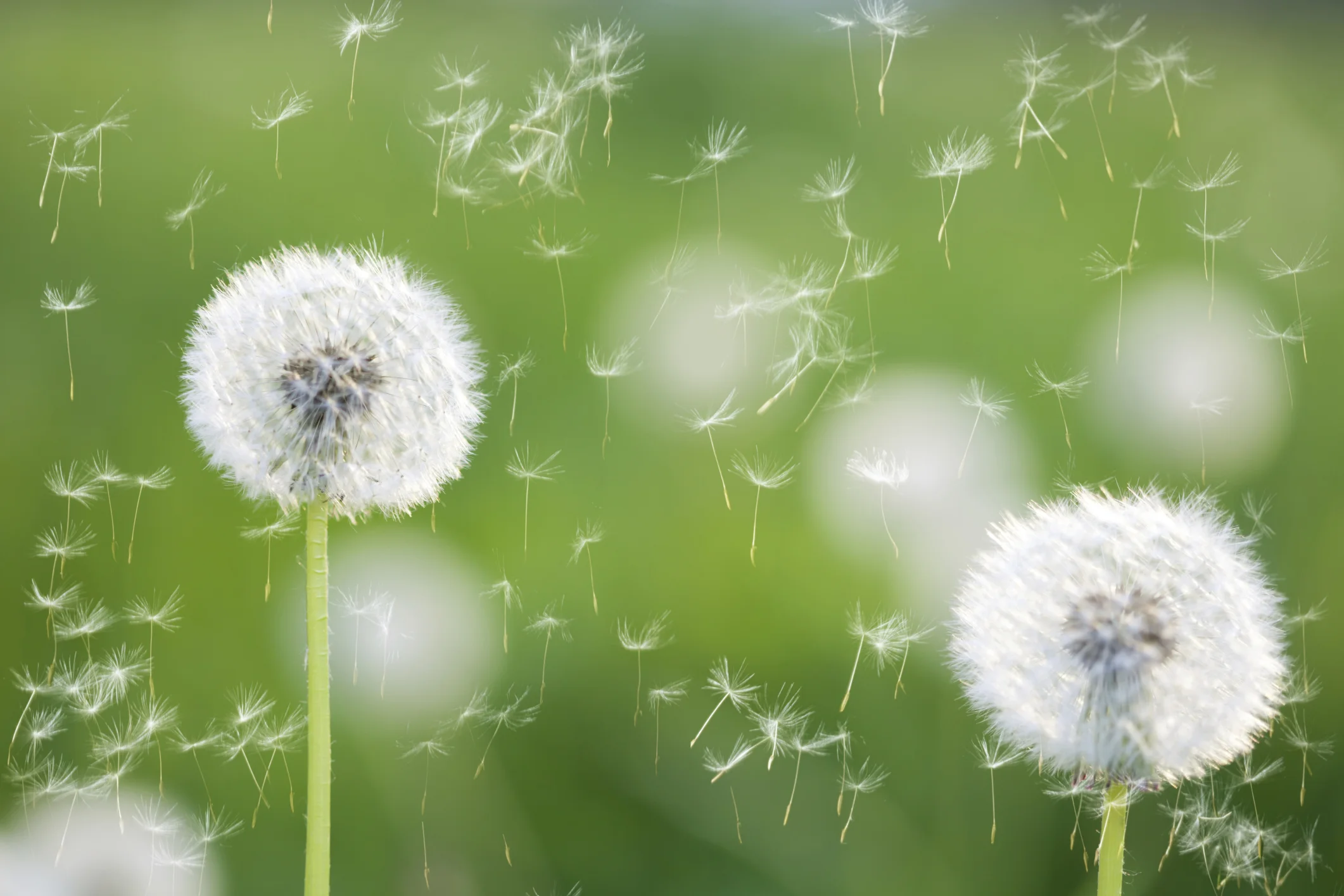 Healthy Q & A: Seasonal Allergies