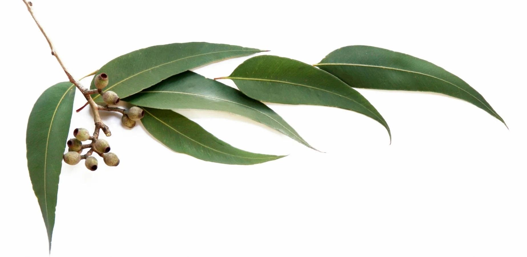 A New Variety of Eucalyptus Oil