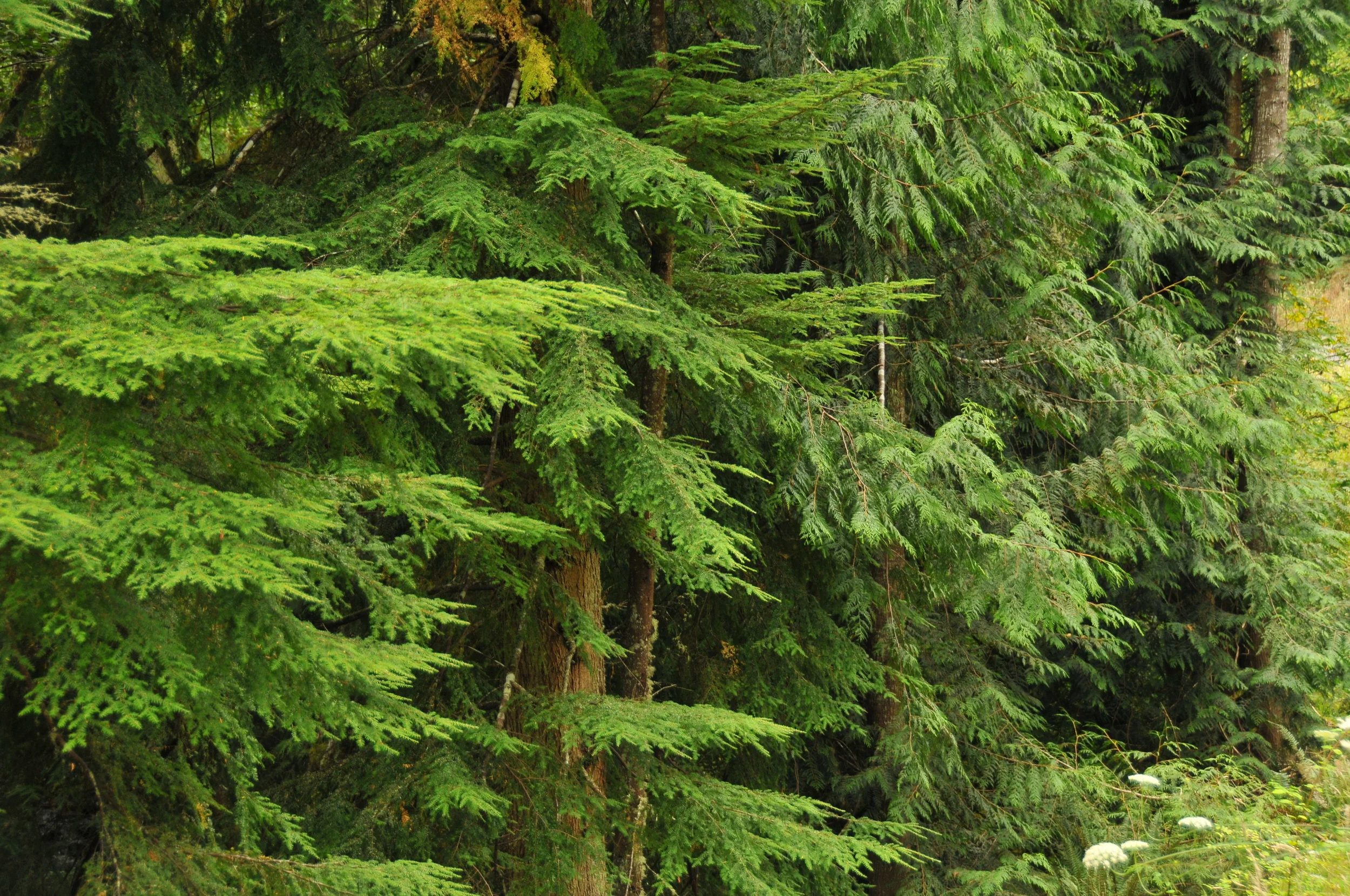 Essential Oil Spotlight: Cedarwood 