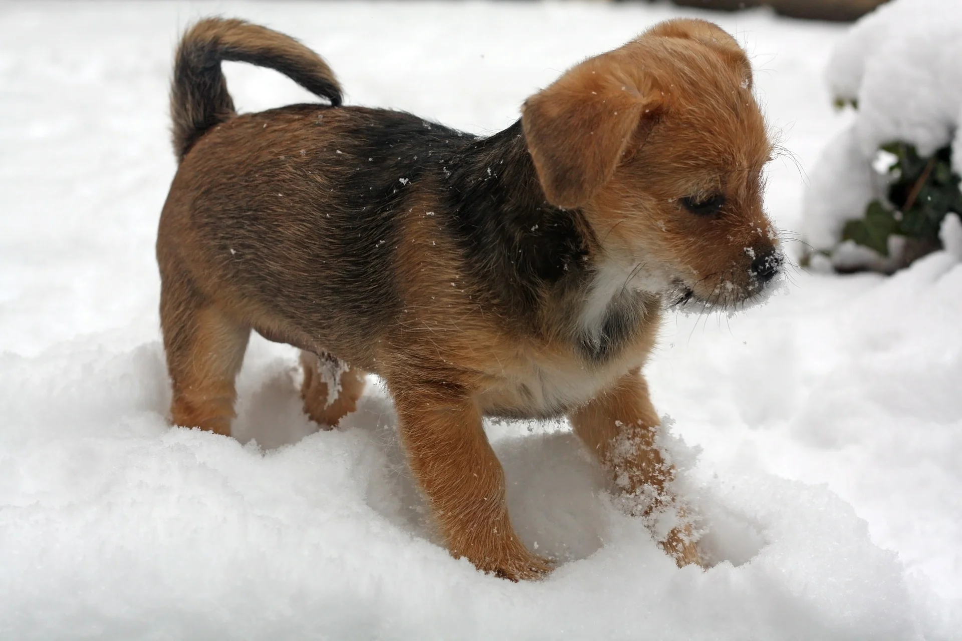 puppy-487960_1920.jpg