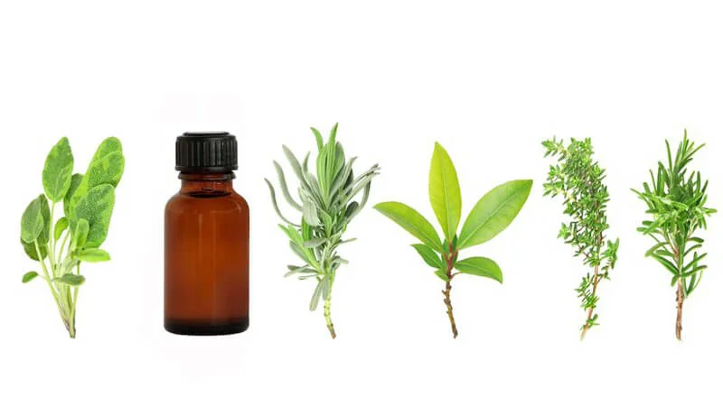 essential oils disinfecting.jpg
