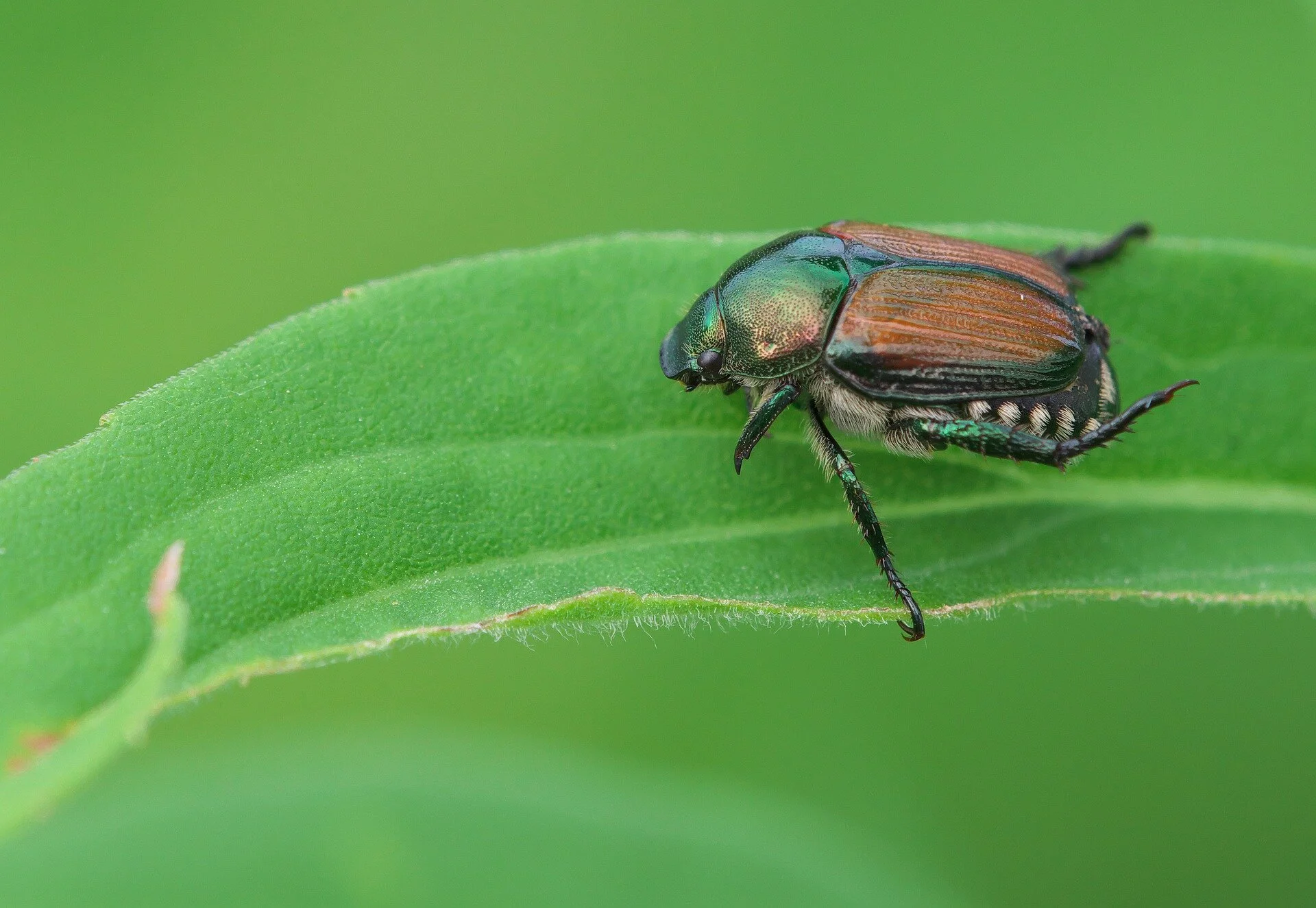 Two Ingredient Japanese Beetle Spray
