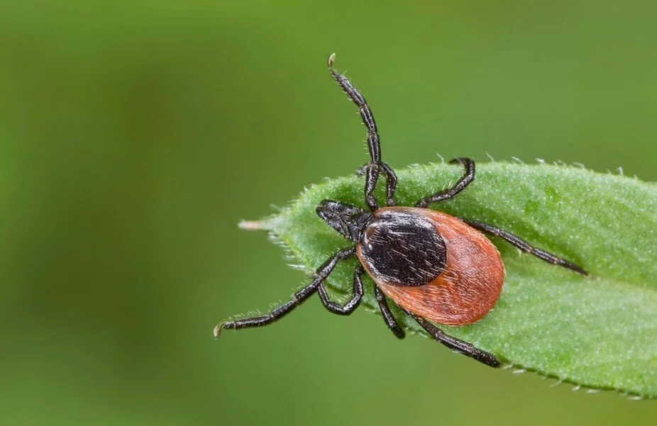 Natural Tick Repellent with Essential Oils [Recipe]