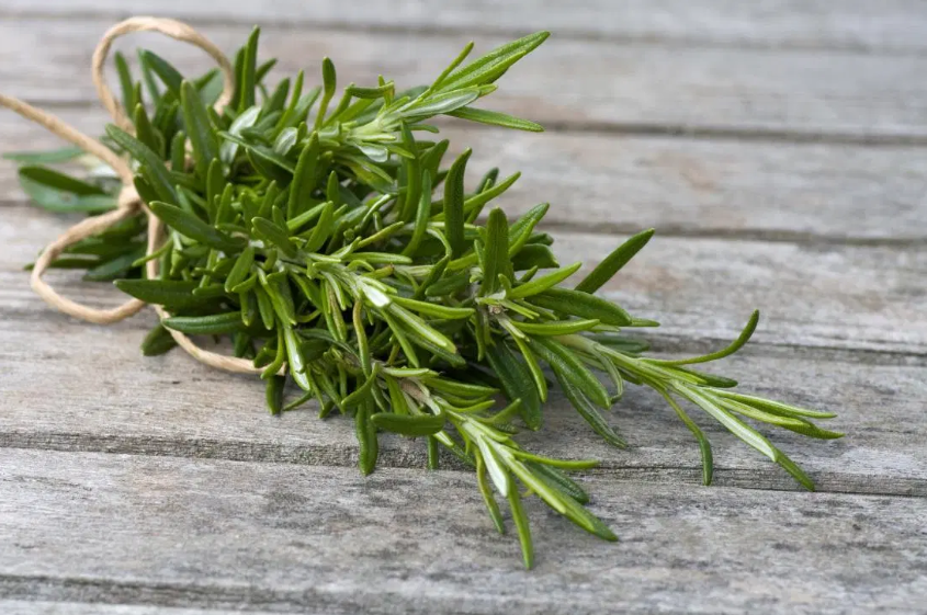 Rosemary Oil for Hair Loss and Scalp Health
