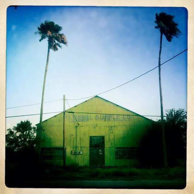palm trees.jpg