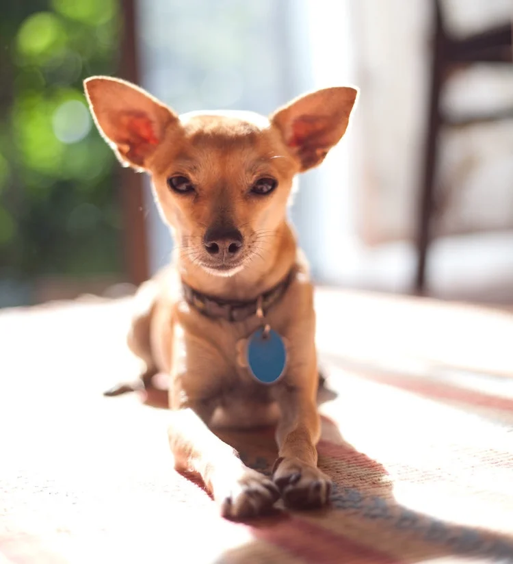 Killer, the chihuahua who found us in the desert on the middle of nowhere Texas- specifically Hebronville.