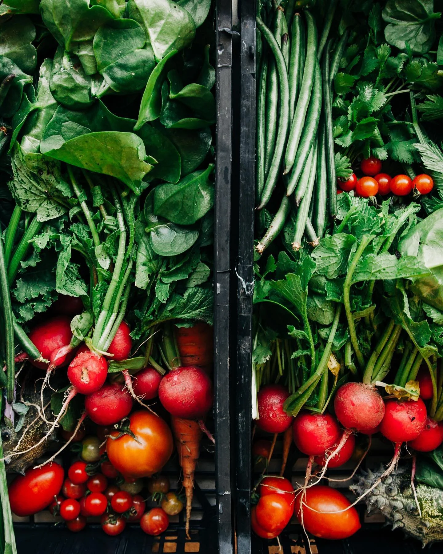 Locally grown, organic produce. Yelapa is a heavenly place.
.
.
.
.
.
#sarshgalliphotography #garden #junglegarden #organic @colectivo.verdeyelapa #colectivo.verdeyelapa #colectivoverdeyelapa #madreselva #huertasinacacao
