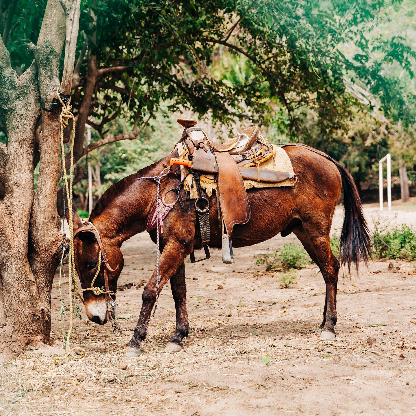 The Yelapa version of the work truck. He even comes on 4x4 hoof power. 
(Sorry about that- I can't holdback the Dad jokes) 
.
.
.
.
#sarahgalliphotography #yelapaweddingphotographer #yelapaportraitphotographer  #workhorse #lovedanimals #mechete #jung