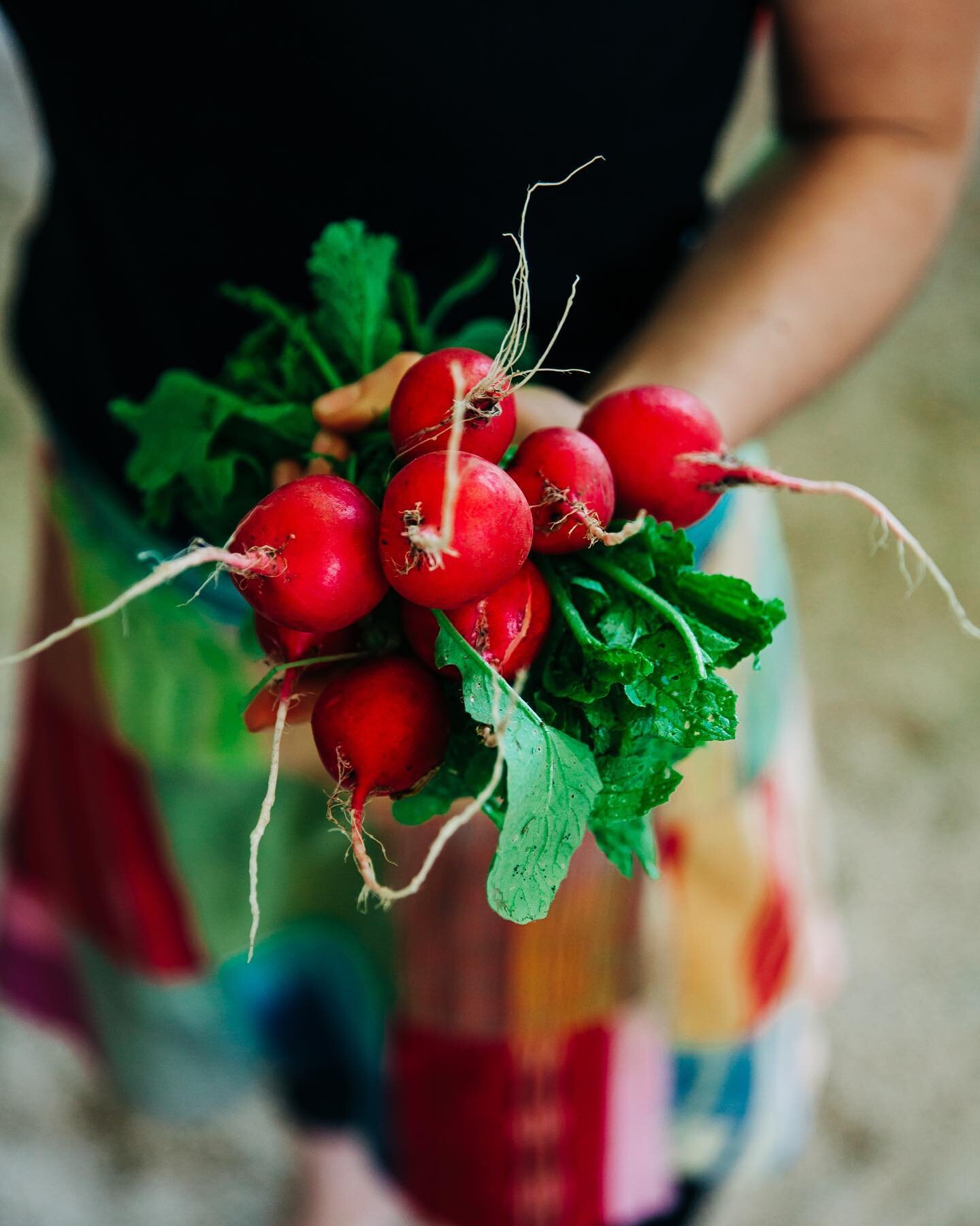 Straight from the soil. 
.
.
.
.
#junglegarden #yelapagardening #radish #freshproduce #organico #organic #sarahgalliphotography @acroyogata_