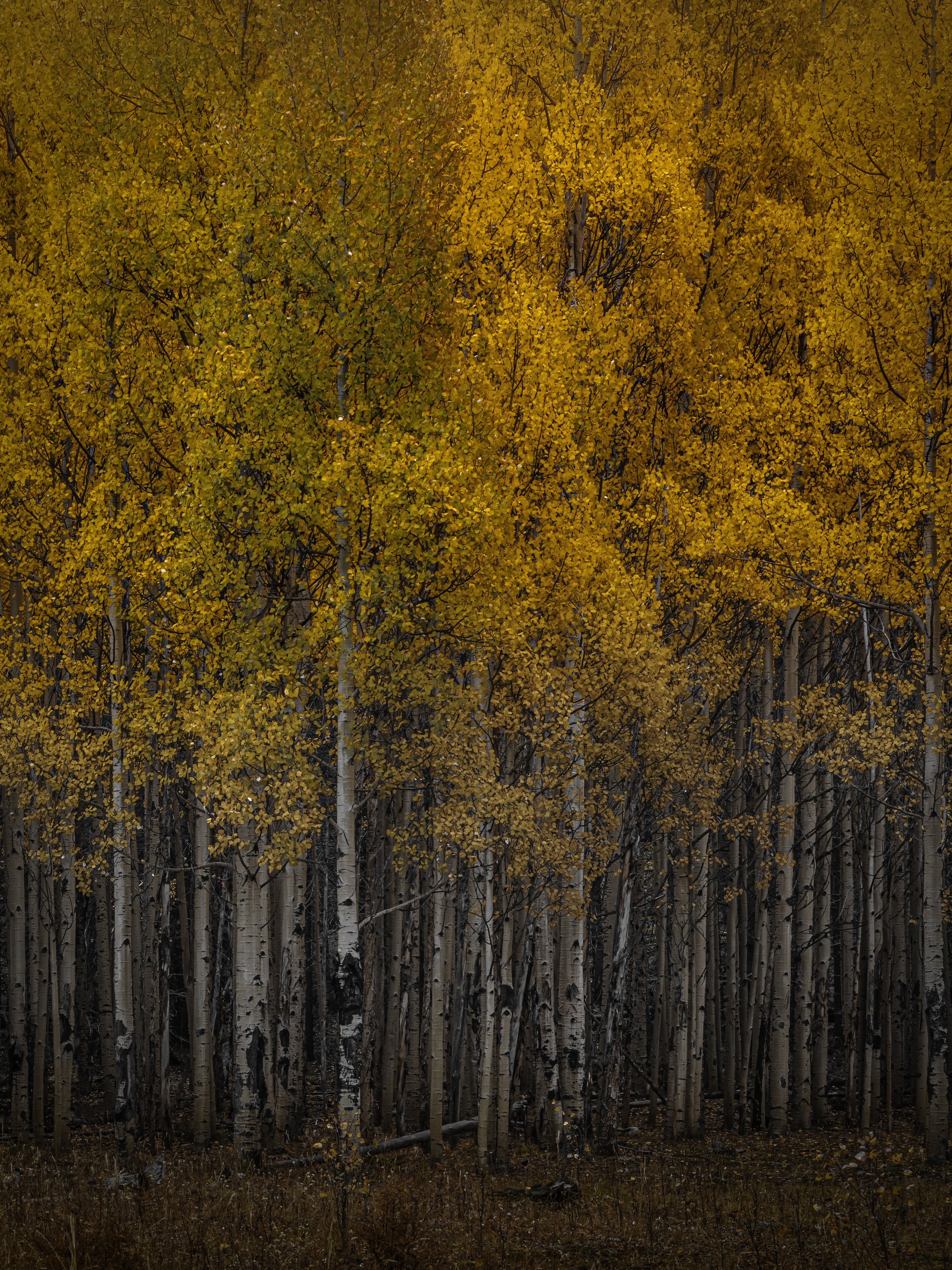 Aspen-4546.jpg