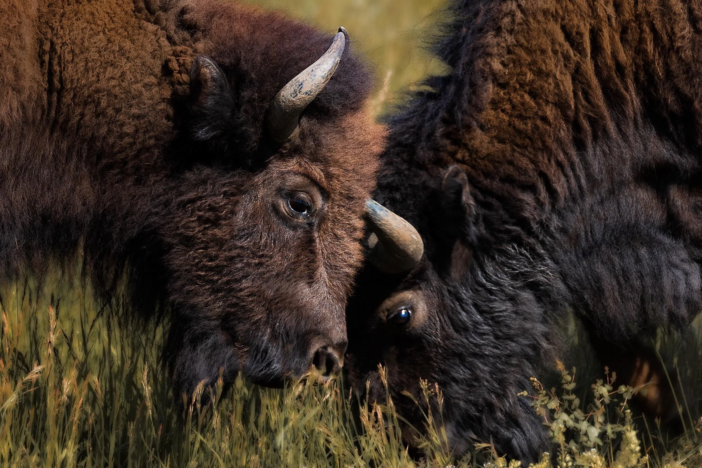 Bison Scuffle-4928 web.jpg
