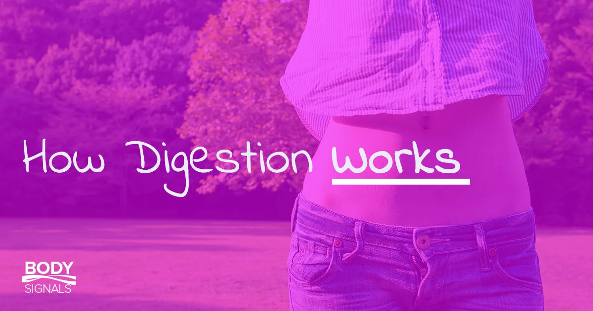 How Digestion Works
