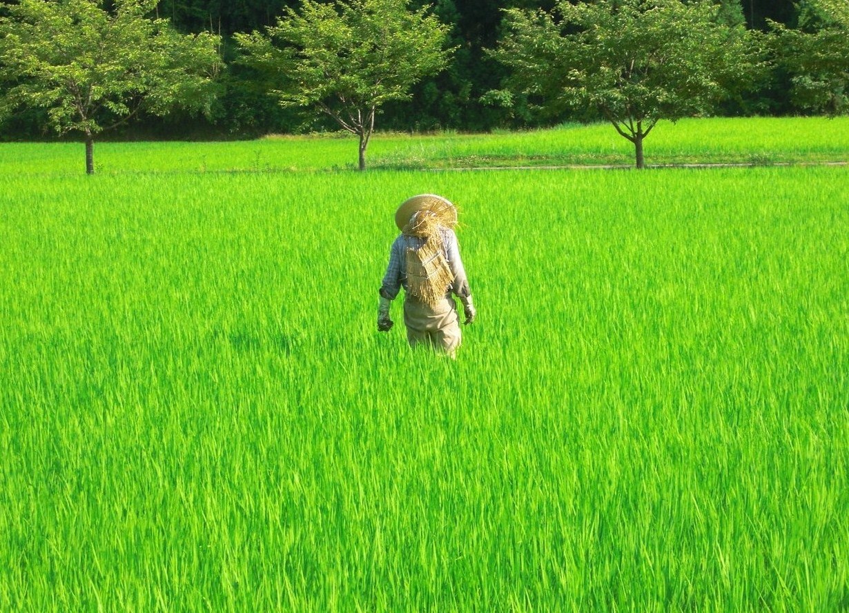 a farmer on his rice paddy mid-summer.JPG