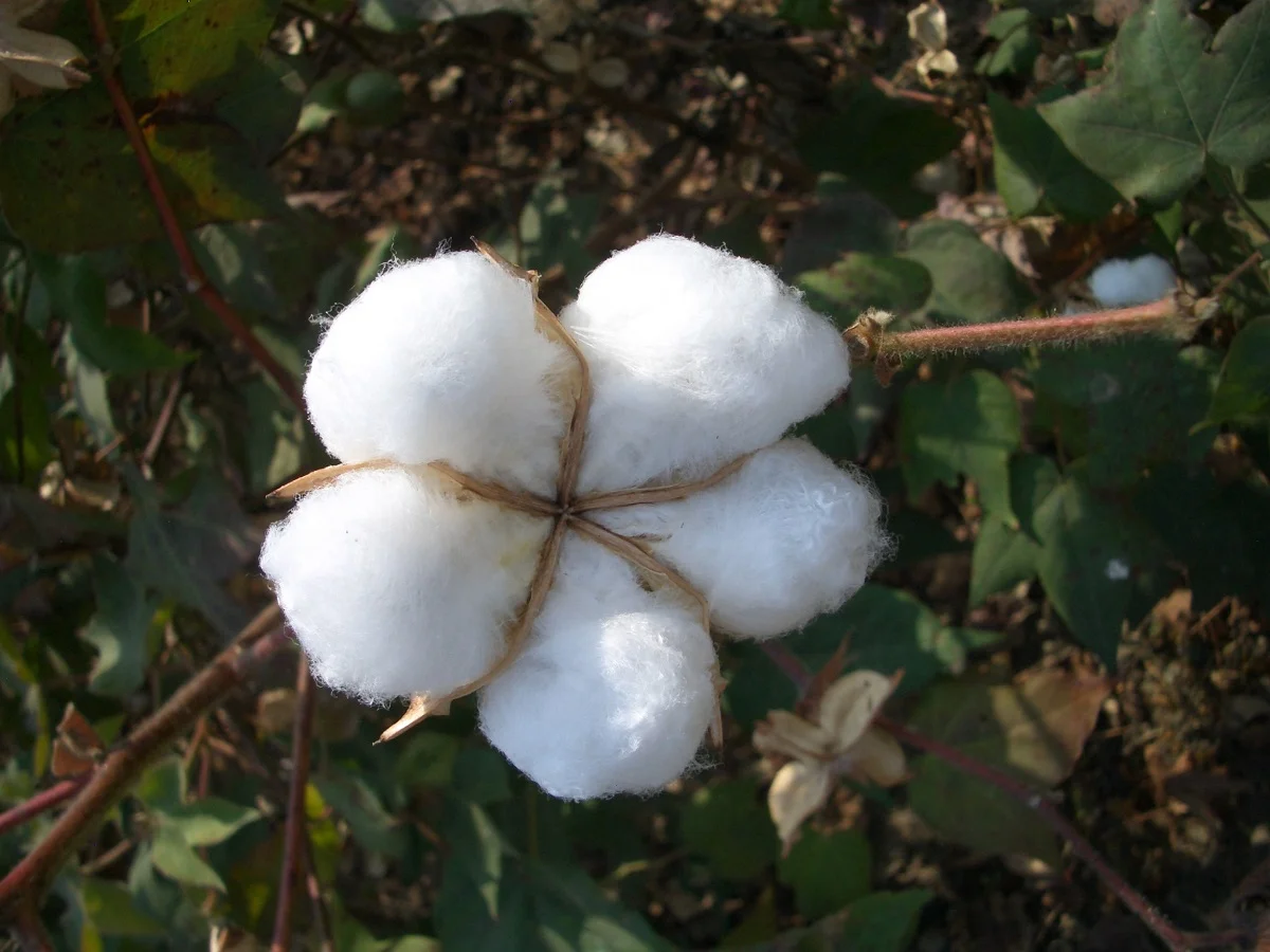 organic cotton