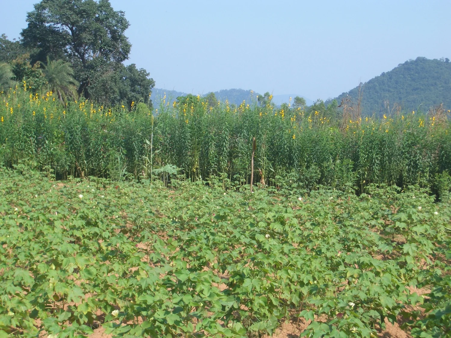 organic cotton farm