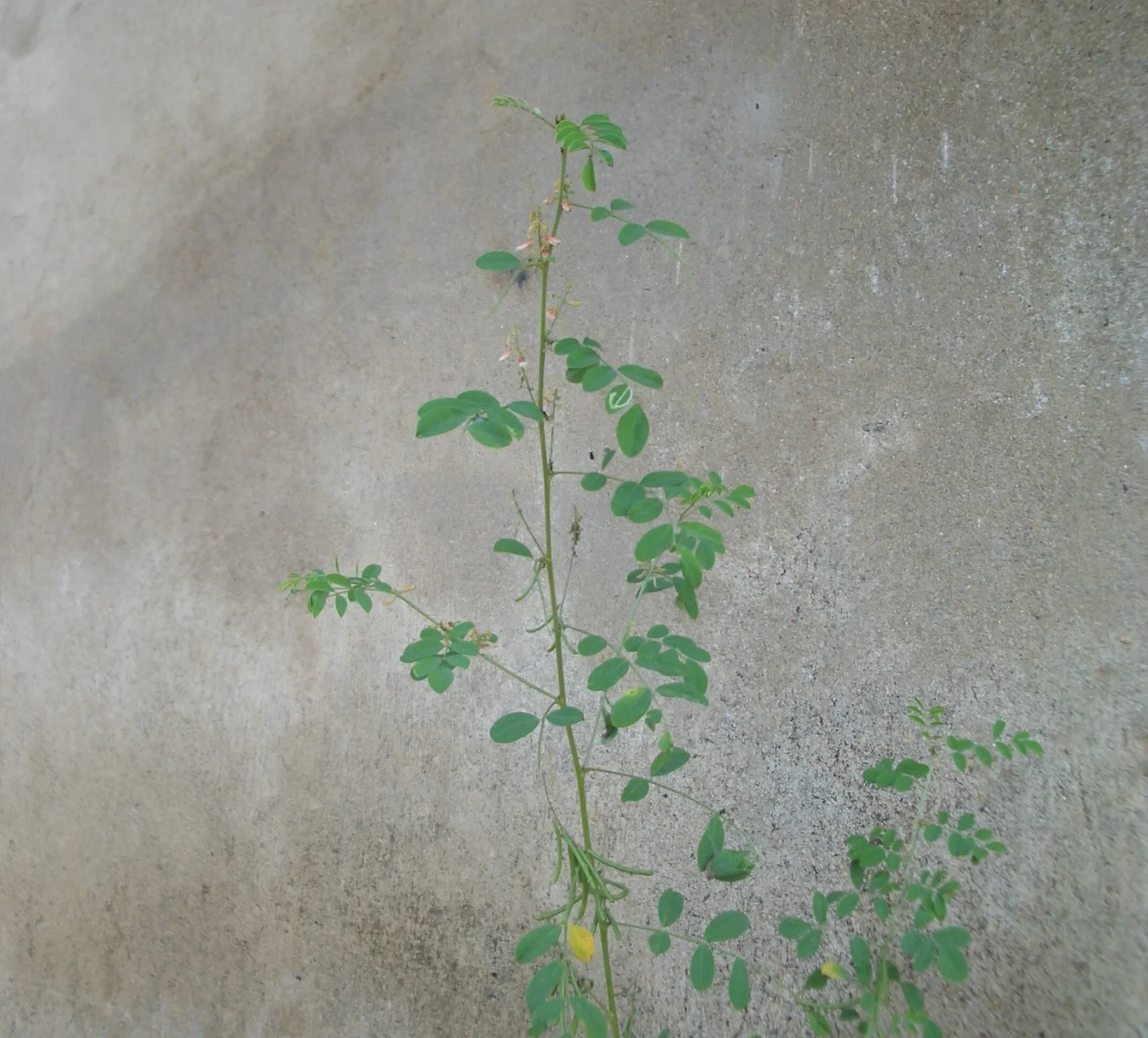 Magical Botanicals