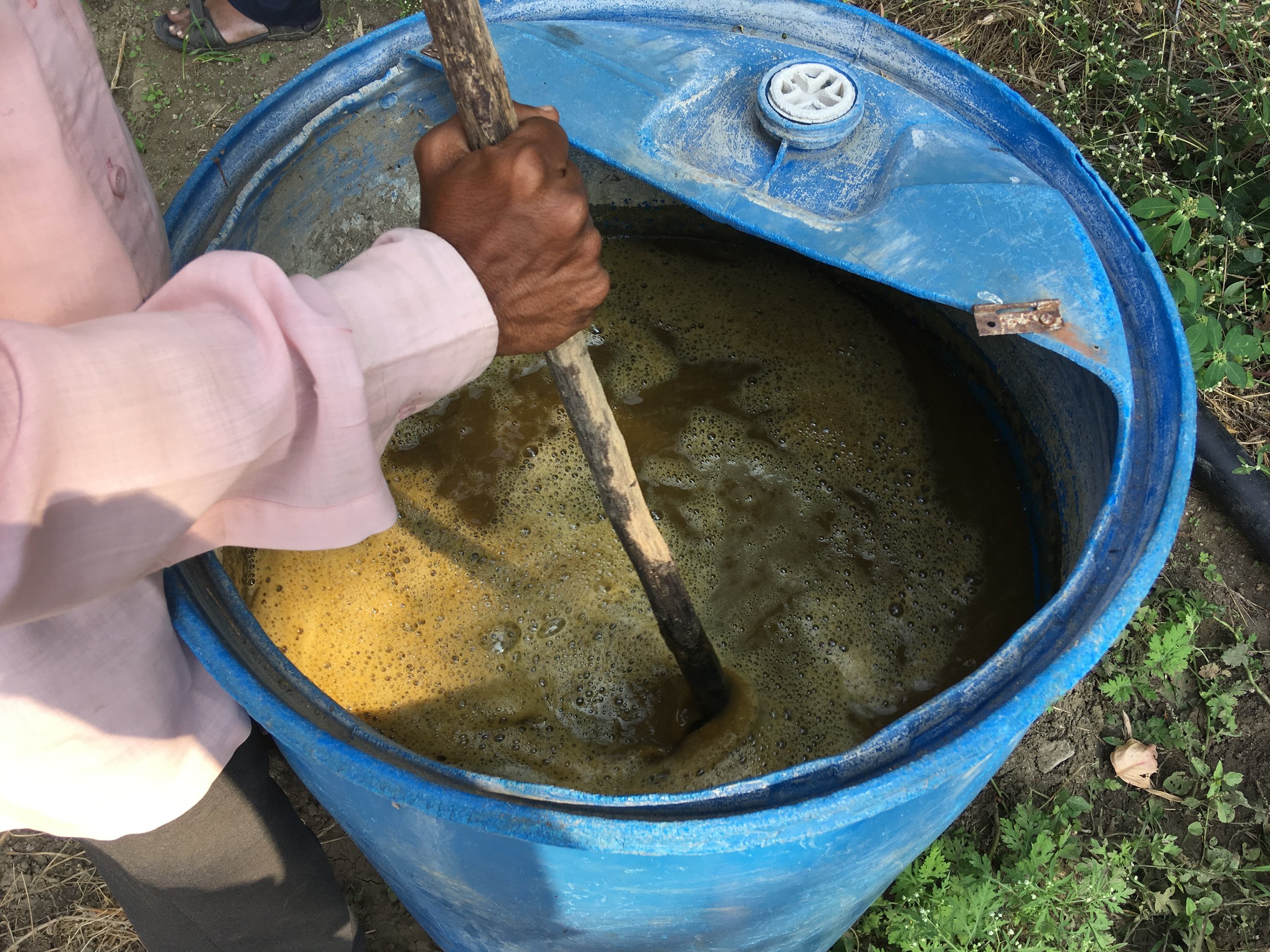 Preparing the organic fertiliser - a mix of cow dung and urine