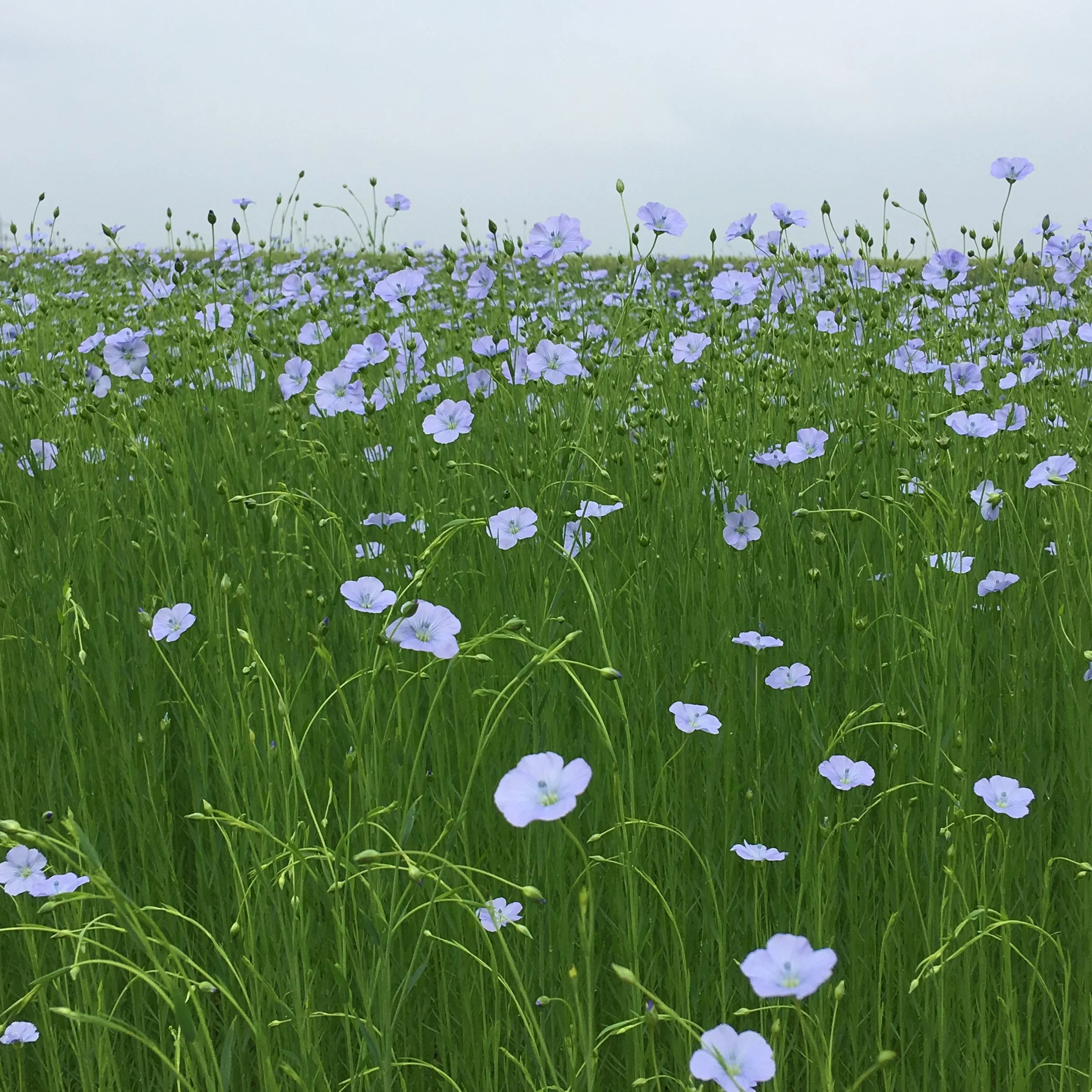 Organic Linen 