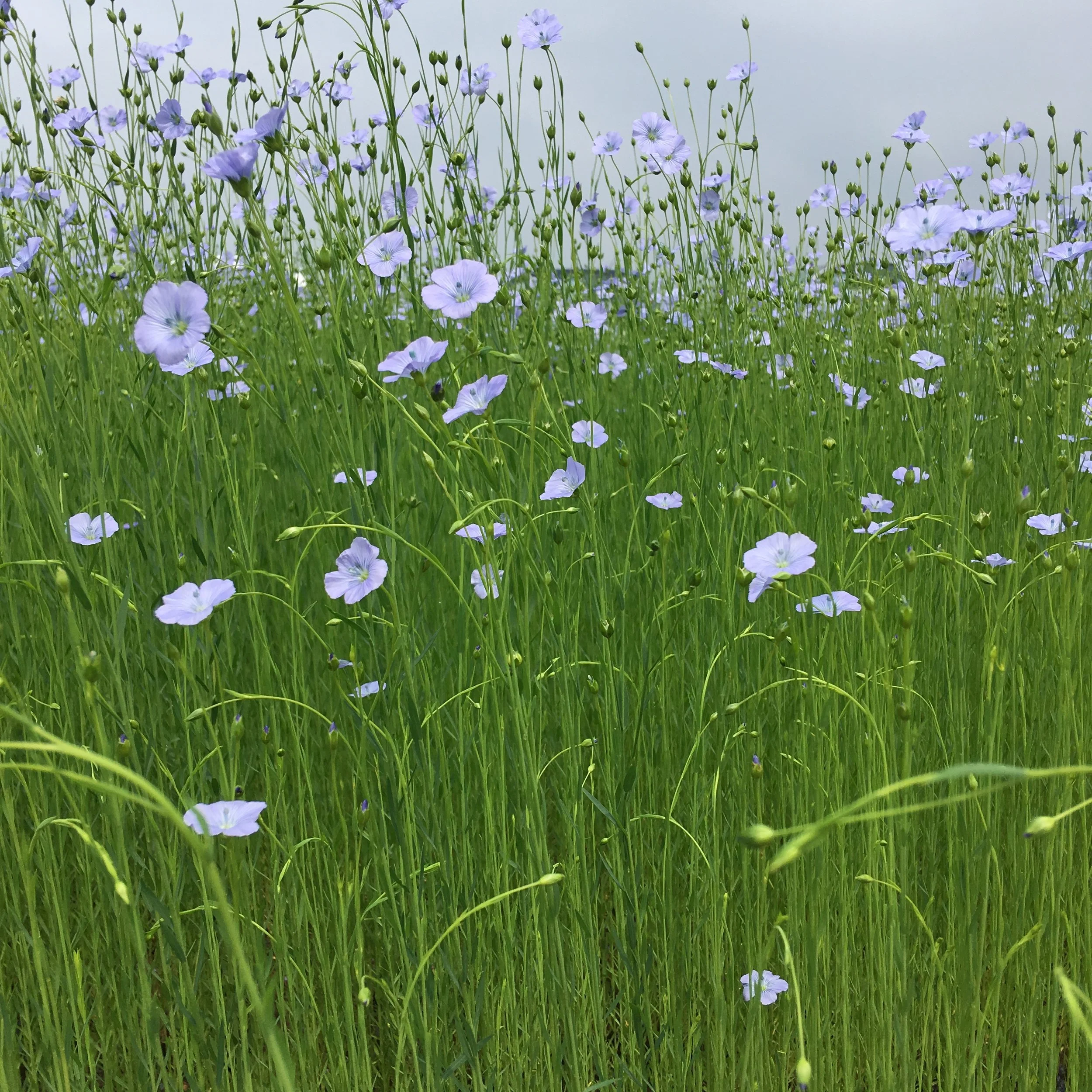 organic linen