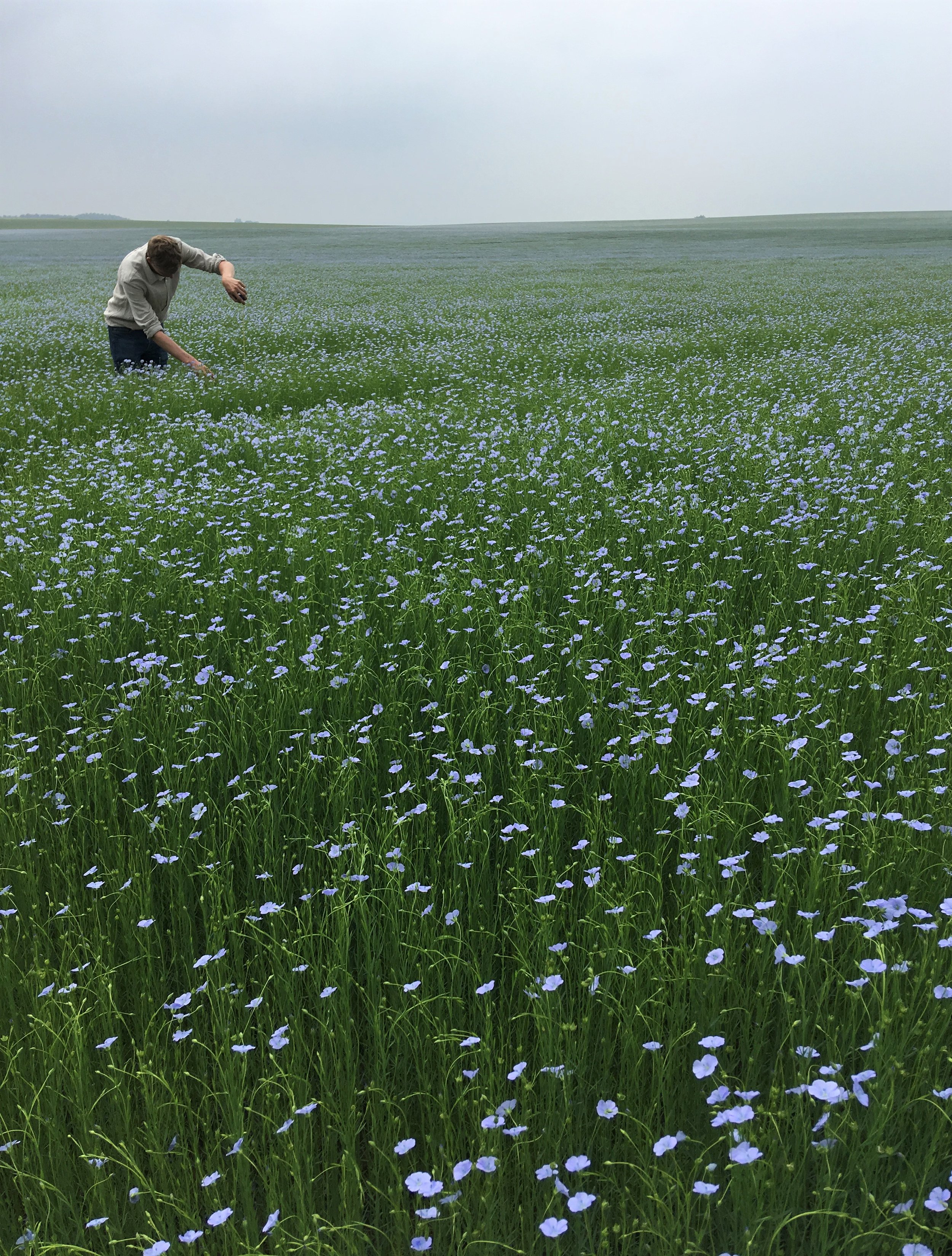 Organic Linen Field