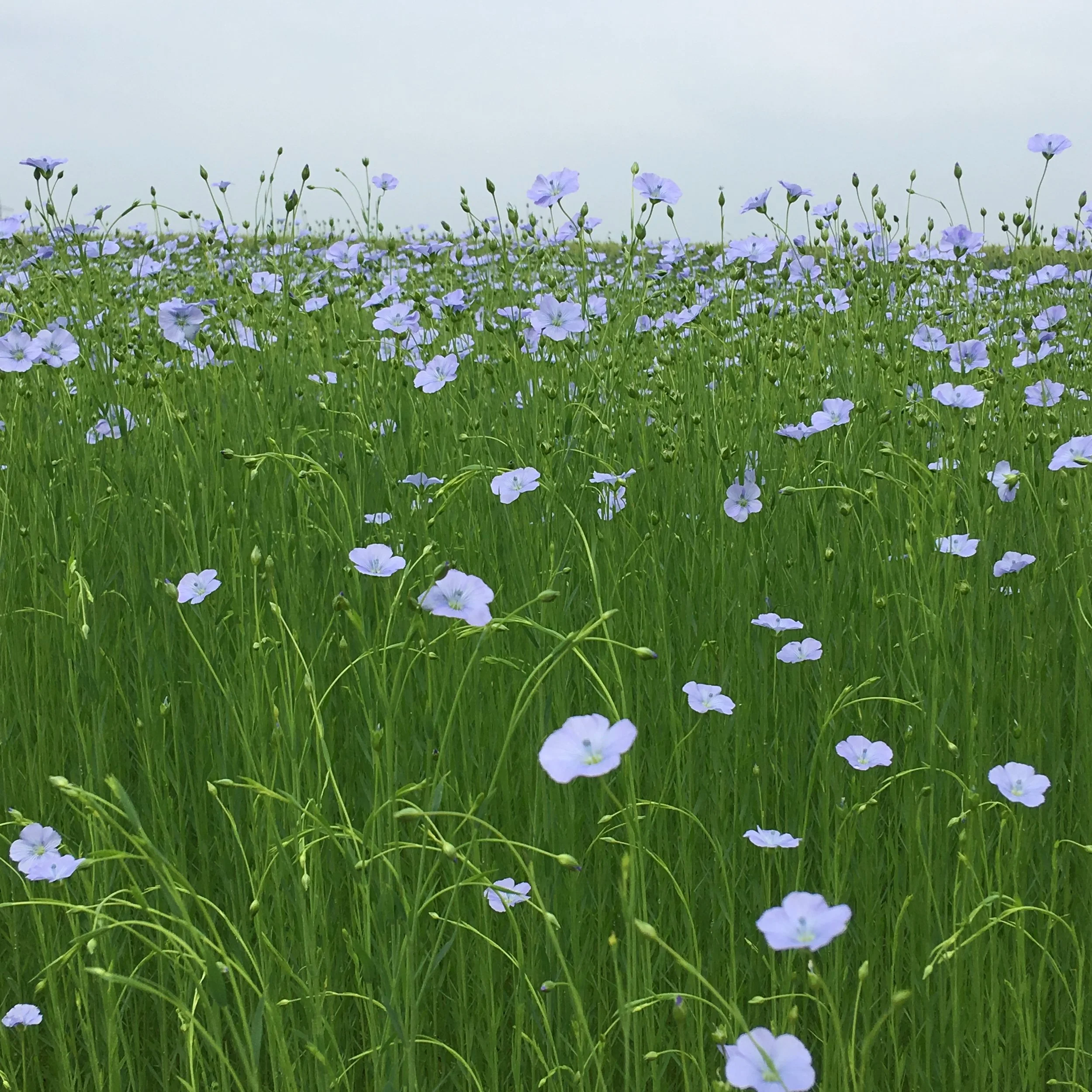 Organic Linen: the ultimate in sustainable luxury