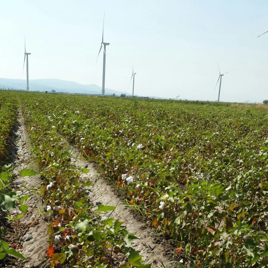 Turkey: making organic mainstream