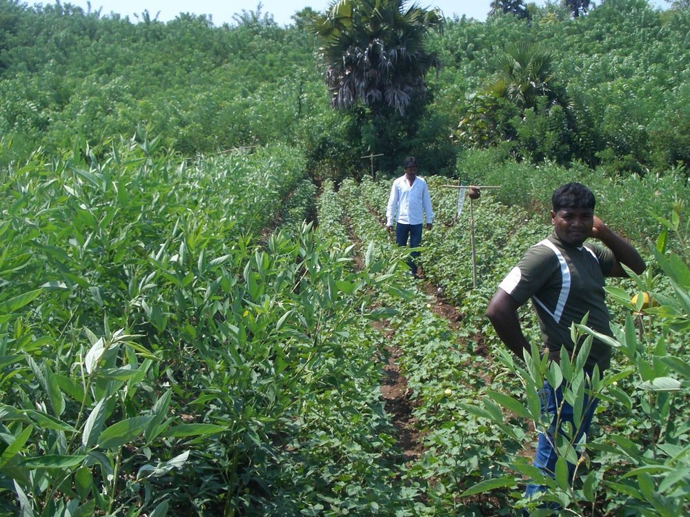 Organic Cotton Farmers, Odisha, India