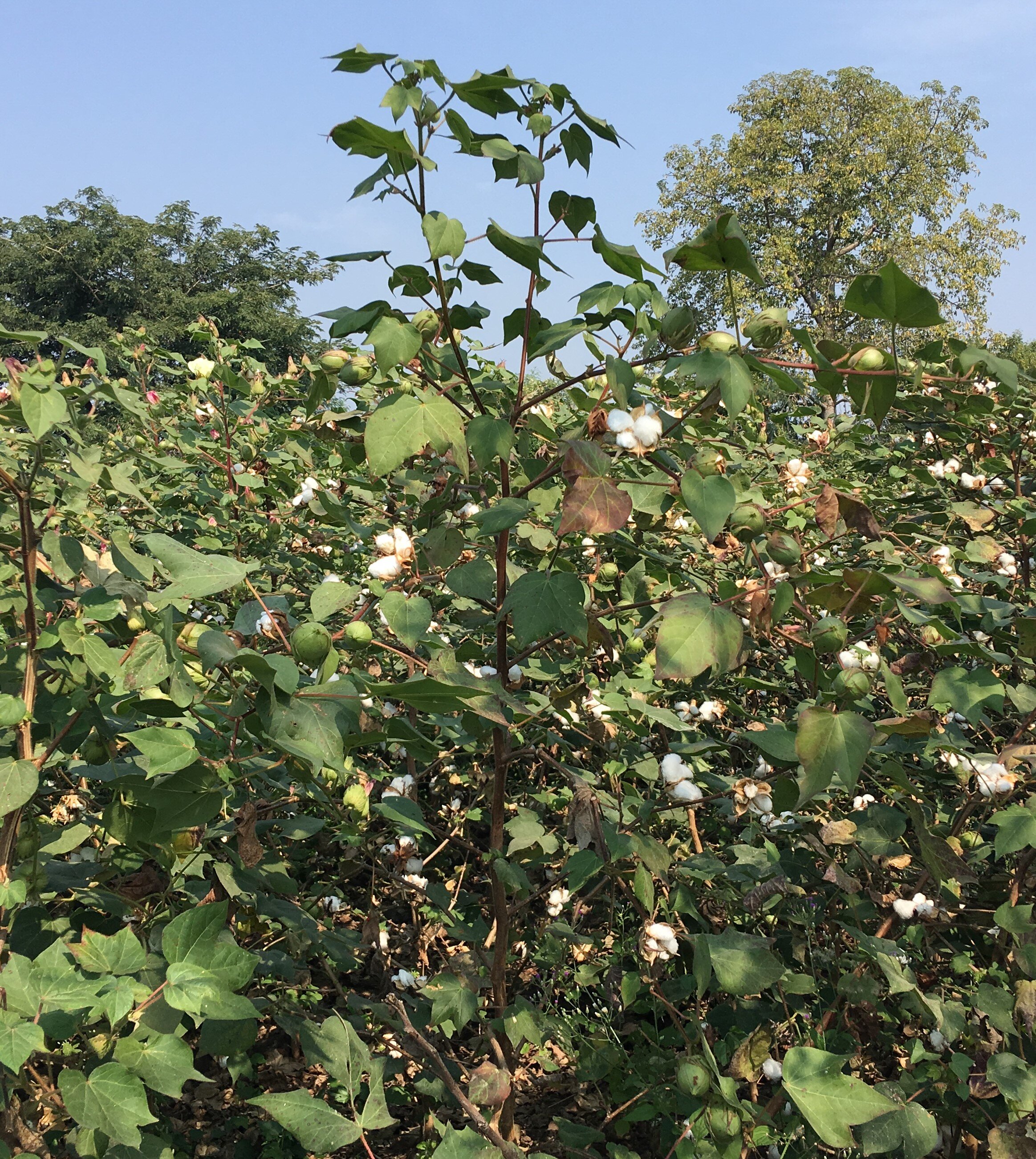 Images: organic cotton plant and fibre at MSS