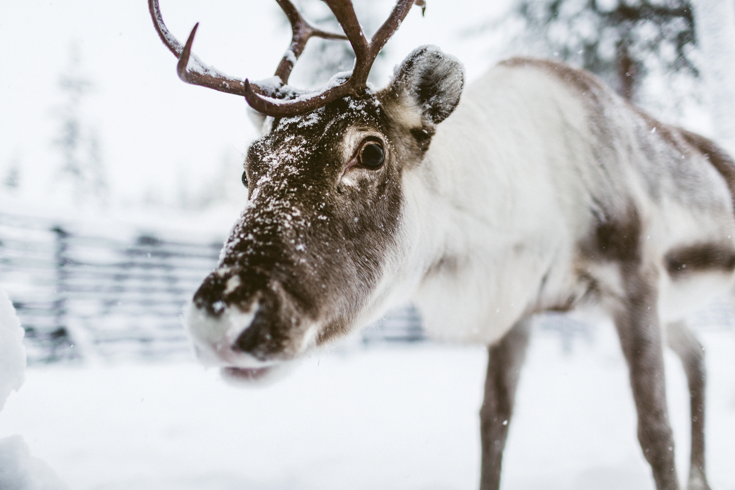 Reindeer