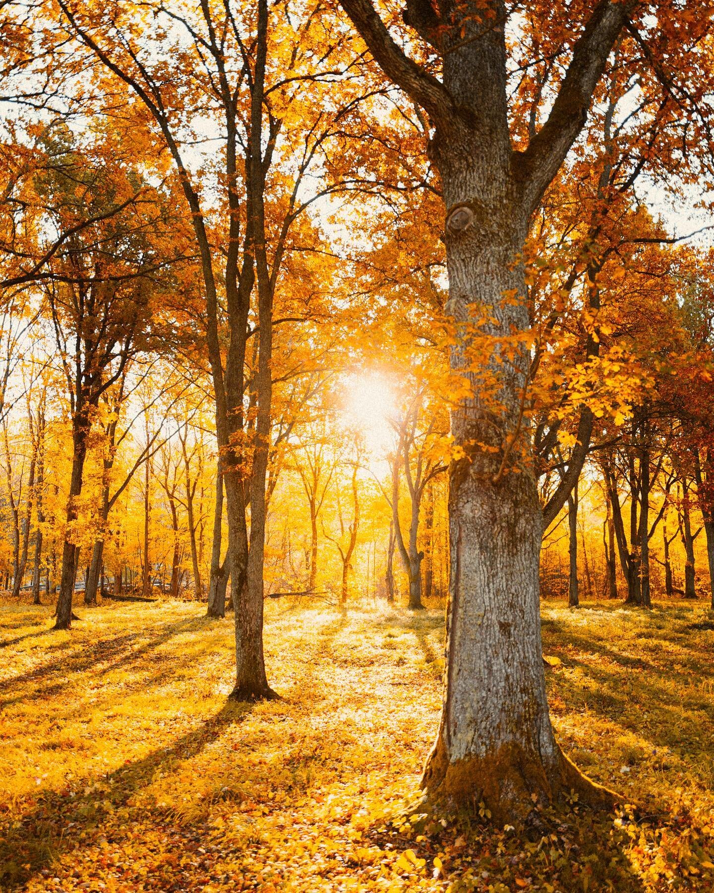 Morning walks through this beautiful oak forest has become a tradition for me. You might understand why! 🍂🌞

#autumn #fall #leaves #nature