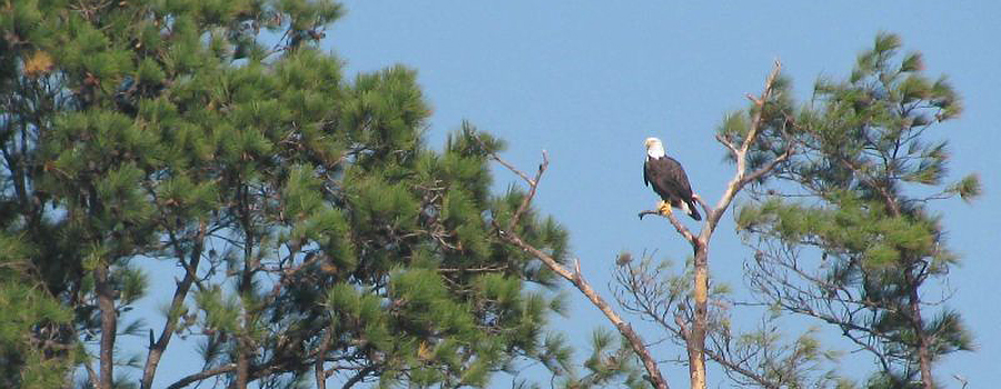 Copy of Bald Eagle - Rover Boat Tours