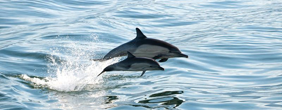 Dolphin Jumping - Rover Boat Tours