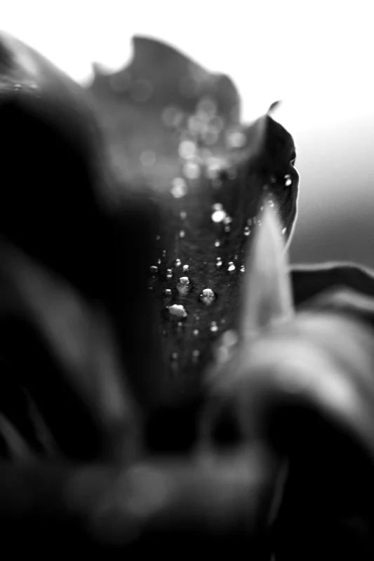  Probabile Ecfrasi, 2012 