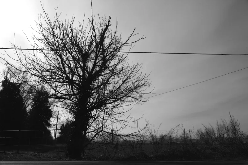  Solitaria, 2012  Lamba print on Hahnemühle fineart paper 