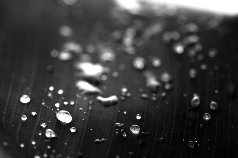  Ecfrasi Inaspettata, 2012 