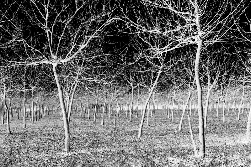  Ecfrasi Immediata, 2012 